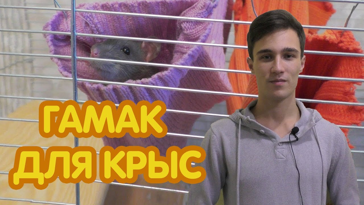 Смотреть гамак для крысы своими руками сейчас гамак для крысы своими руками