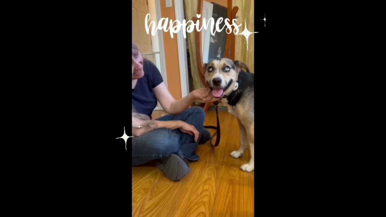 Enlarge Maggie, a Adoptable mixed breed in Burbank, CA video 6/6