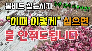 봄비트심는시기 이때 이렇게 심으면 물안줘도되고 잘 큽니다 비트심는방법