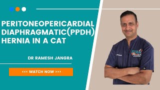 猫的腹膜心包膈疝 （PPDH） 与 Ramesh 博士 |塞斯纳生命线
