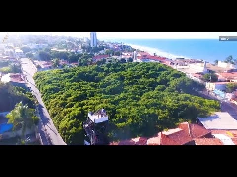 The World’s Largest Cashew Tree Is Bigger Than a Football Field