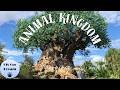 LIVE Disney S Animal Kingdom Disney World Livestream 7 5 2026