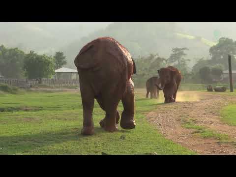 Elephant Respond Enthusiastic Affection From Her Friend Voice - ElephantNews
