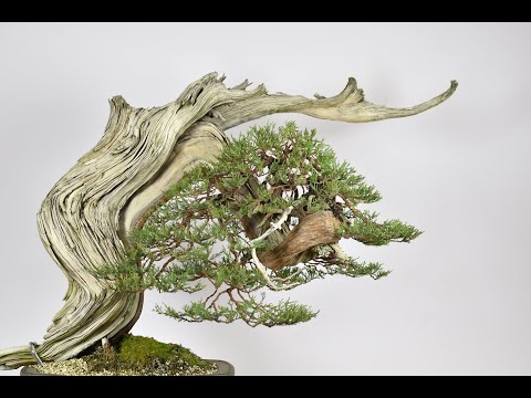 How to Wire Pads on a Juniper Bonsai | Bonsai-U