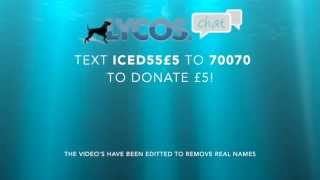 Lycos Chat Icebucket Challenge