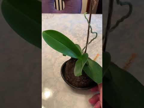 蘭の茎の切り方は？避けるべき最善のヒントと間違い  庭園