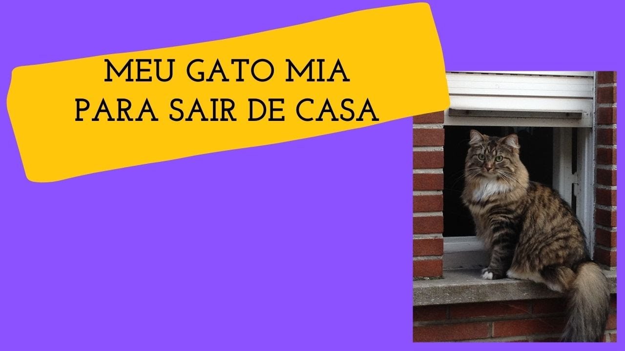 MEU GATO MIA PARA SAIR DE CASA, O QUE FAZER?