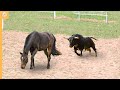 When A Bull Attacked A Horse This Happened Animal Attack Compilation