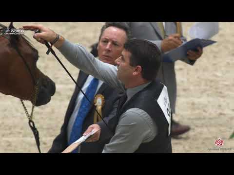 N 94 COPPERFIELD ORA   Paris 2019   Yearling Colts Class 4A