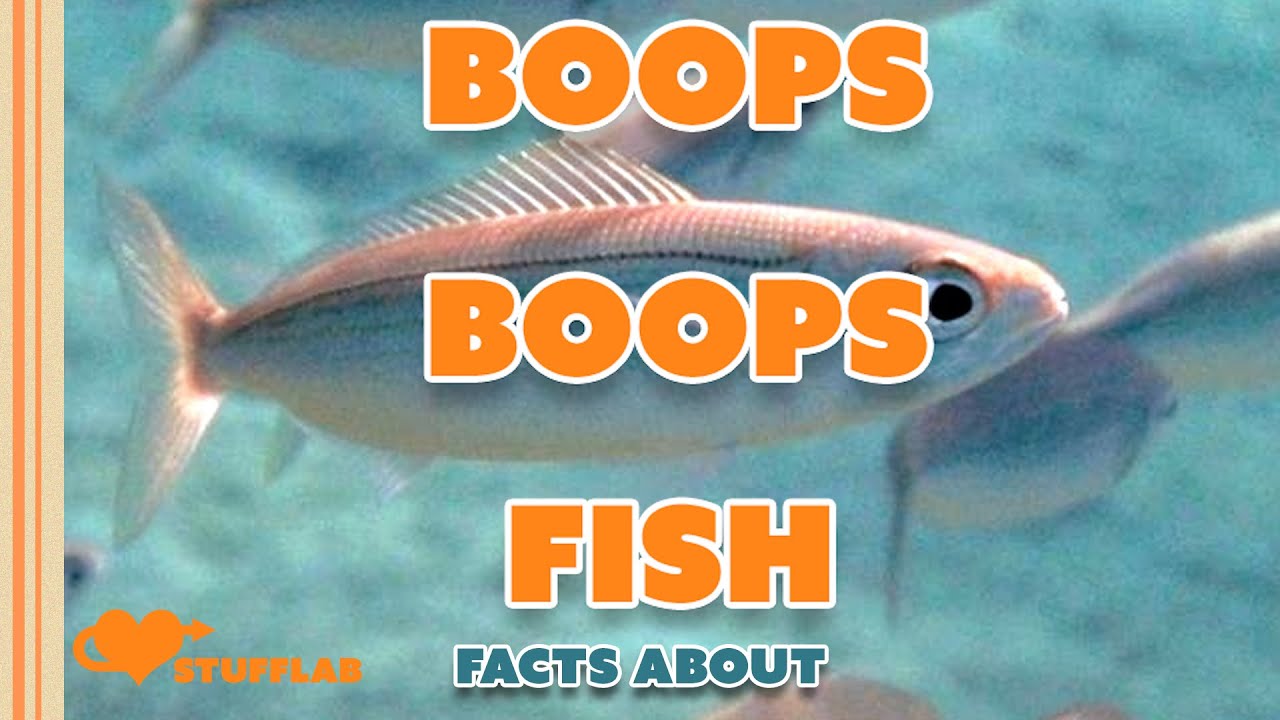 Facts About the Boops Boops Fish | Facts About | Stuff Lab facade placeholder