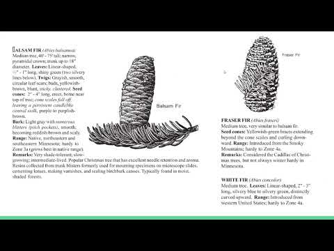 Vegetative Morphology (Jan 25, 2022)