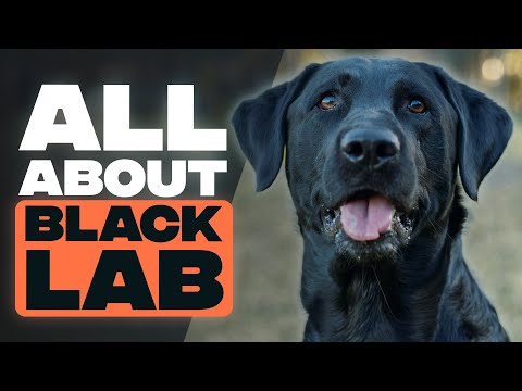 Black Labrador - A Brief Guide to Black Labrador Retrievers