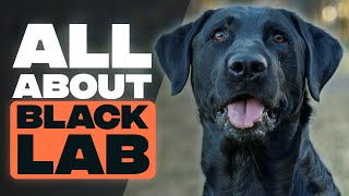 Black Labrador - A Brief Guide to Black Labrador Retrievers