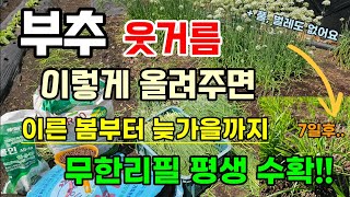 부추에 웃거름 이렇게 올려주면 얇았던 부추가 두꺼워지고 봄부터 늦가을까지 무한리필 폭풍성장 부추 농사가 쉽고…