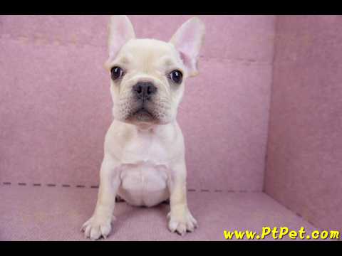 07/25奶油色法國鬥牛母幼犬2號(桃園楊梅)