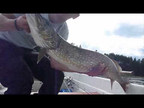 Gäddfiskeåret 2010 - By Team Hajmat