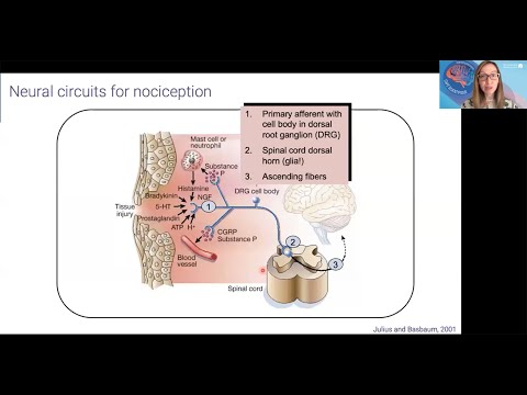Café Scientifique — The Mystery of Persistent Pain After Injury — Dr. Vivianne Tawfik, MD, PhD