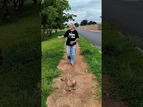 vaquinha de ouro dancinha da dona Inês 💃