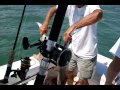 Mark Wagner catches his THIRD nurse shark.mp4