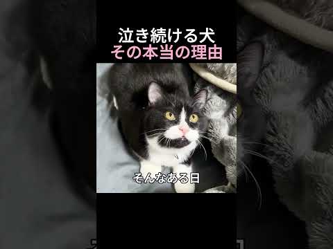 泣き続ける犬その本当の理由