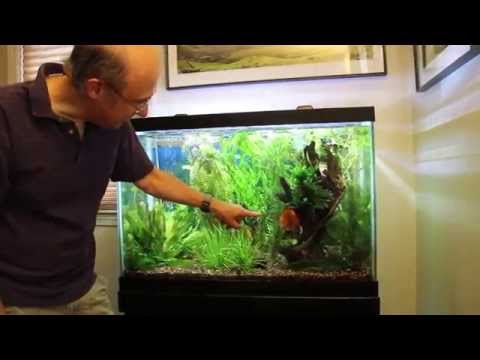 Discus Aquarium Intro