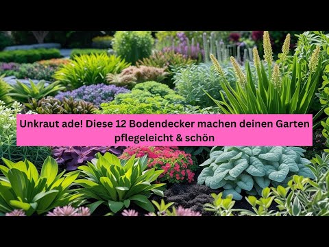 Unkraut ade! Diese 12 Bodendecker machen deinen Garten pflegeleicht & schön