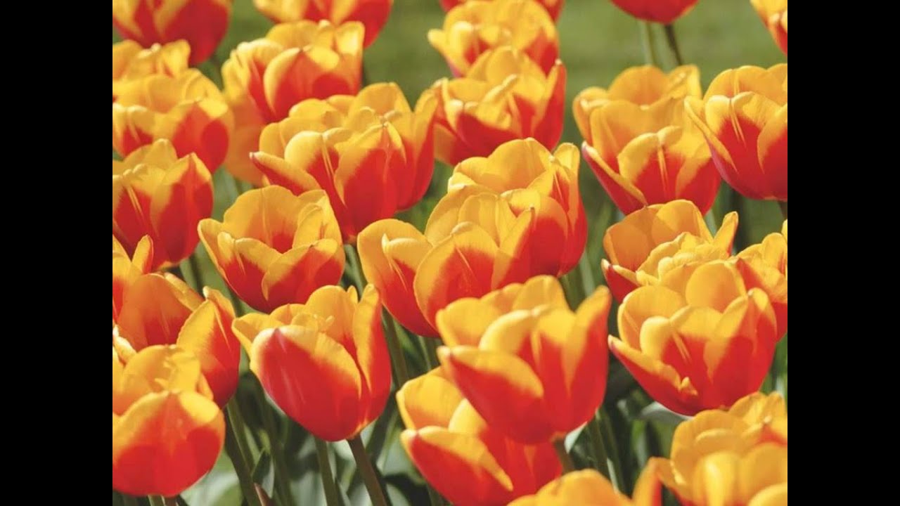 Mere College Ke Ladko Ki Jaan Hai Lyrics  | Abhi Abhi | Mohnish Bahl, Rubaina Khan | Abhijeet Bhattacharya, Padmini | Anand Shrivastav, Milind Shrivastav