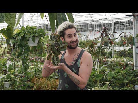 Steves Leaves Unboxing!