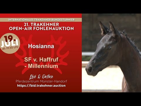17 - Hosianna - Filly by Haffruf - Millennium *05.04.2025