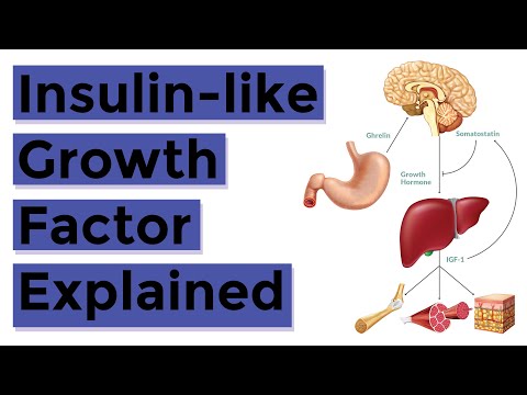 Insulin Like Growth Factor 1 (IGF-1) Explained: Everything You Should Know