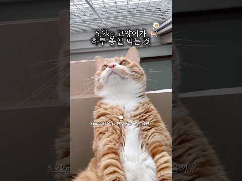 집사보다 잘 챙겨먹는 5.2kg 고양이가 하루종일 먹는 것