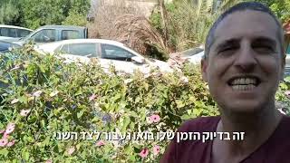 סוזי שחורת העין מטפס נמרץ עם פרחים בכמה צבעים