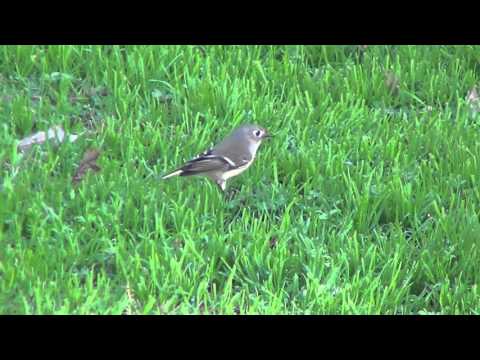 California Wildlife --- Ruby-Crowned Kinglet (part 1-of-2) foraging & displaying its red crown