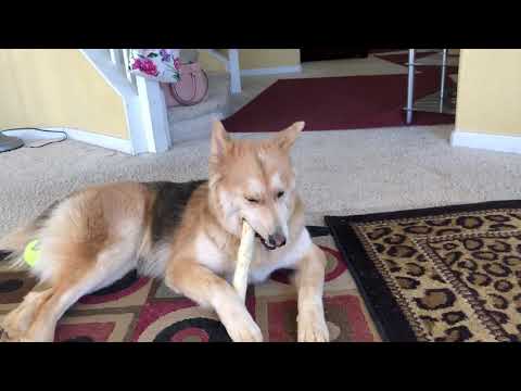 Husky y Pastor Aleman perra