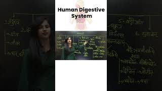 Human Digestive System in One Minute #shorts #humandigestivesystem #digestivesystem #gscience