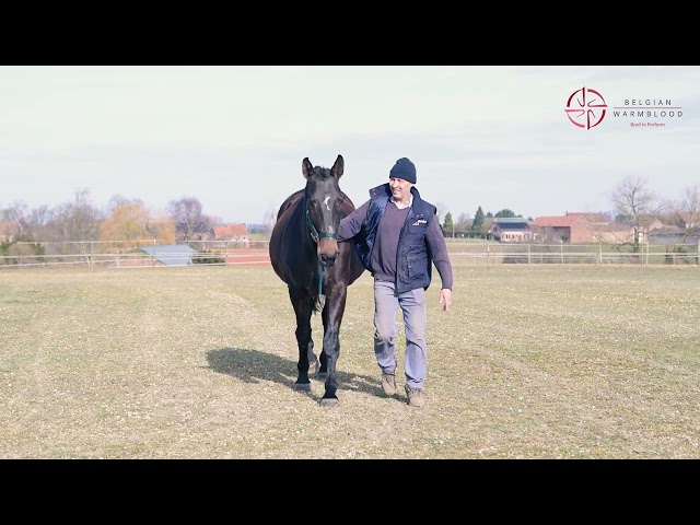 ELITE VAN DE PADENBORRE