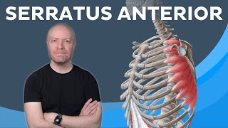 Serratus anterior muscle: All you need to know | Kenhub