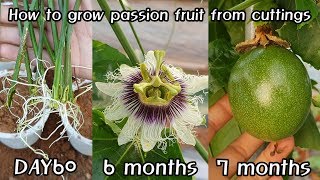 백향과 번식ㅣHow to propagate passion fruit from cuttings
