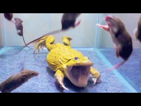 Asian Bullfrog With Many Big Mouse! Asian Bullfrog Live Feeding