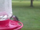 Hummingbird Stops At Feeder