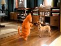 Garfield Pumpit Wmv