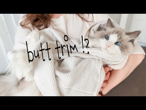 𝚑𝚘𝚠 𝚝𝚘 𝗛𝗬𝗚𝗜𝗘𝗡𝗘 𝗧𝗥𝗜𝗠 for long haired cats | ꜱᴀɴɪᴛᴀʀʏ ᴛʀɪᴍ 𝗧𝗨𝗧𝗢𝗥𝗜𝗔𝗟 | Ragdolls Pixie and Bluebell