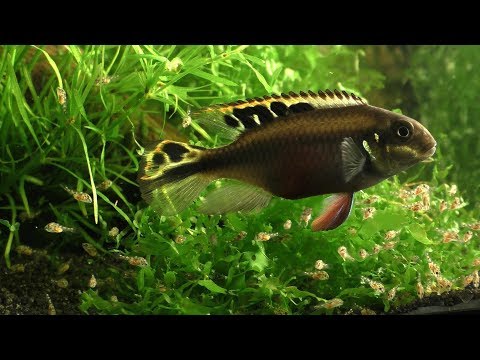 クリベンシス (Pelvicachromis pulcher)