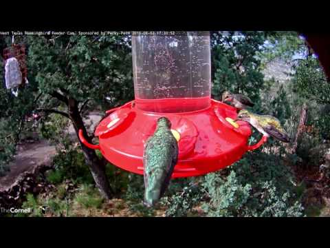 Female Calliope Hummingbird Visits the West Texas Hummingbird Feeder