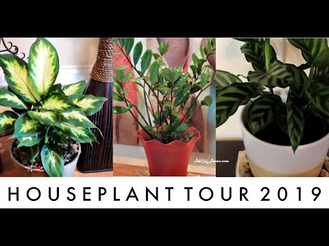 House Plant Tour 2019