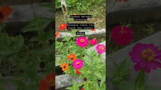 Download lagu bondan - bunga mp3
