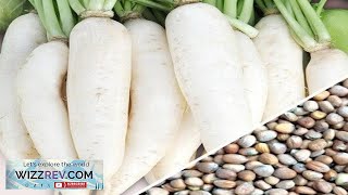 Radish White Icicle – Seeds Review
