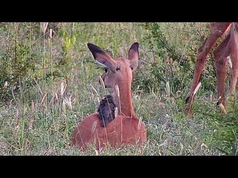 Djuma: Impalas - 18:14 - 01/02/20