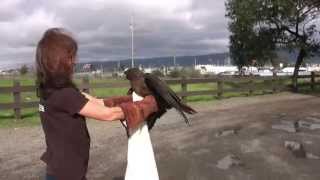 Red tailed Hawk Flies Free