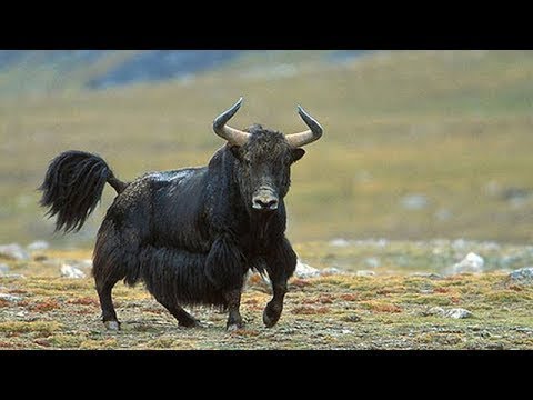 A WILD YAK - a huge and aggressive mountain-climbing bull with goat hair and big horns!